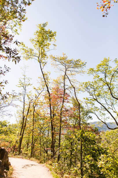 laurel cae en gatlinburg, tennessee - gatlinburg waterfall appalachian mountains laurel falls fotografías e imágenes de stock