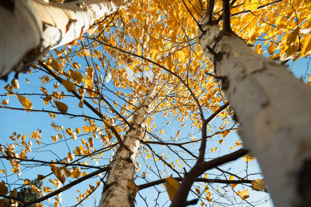 istock Paper Birch Trees in Autumn 866379130
