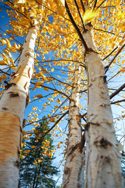 betulle di carta in autunno - betula papyrifera foto e immagini stock