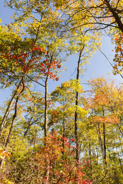 laurel cae en gatlinburg, tennessee - gatlinburg waterfall appalachian mountains laurel falls fotografías e imágenes de stock