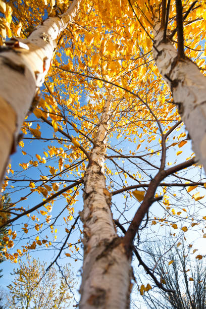 istock Paper Birch Trees in Autumn 866379148