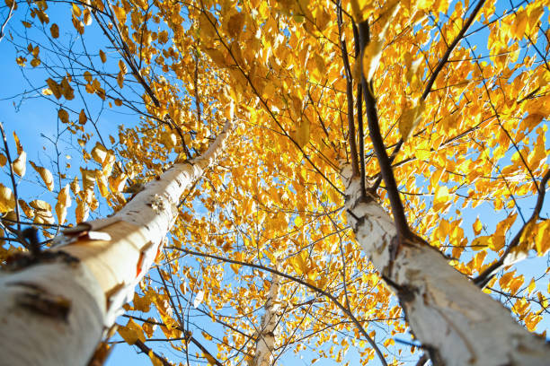 istock Paper Birch Trees in Autumn 866379190