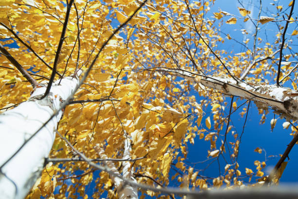 istock Paper Birch Trees in Autumn 866379262