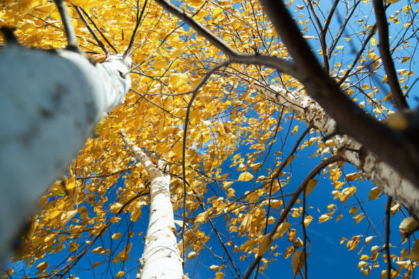 istock Paper Birch Trees in Autumn 866379266