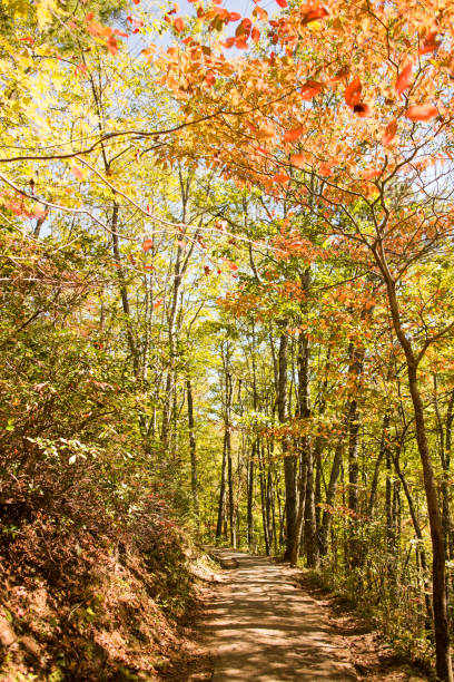 laurel cae en gatlinburg, tennessee - gatlinburg waterfall appalachian mountains laurel falls fotografías e imágenes de stock