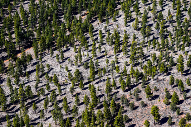 istock Forests in Nevada and Colorado 866385644