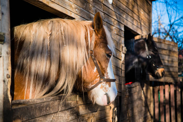 istock Two horses looking outside from the windows of the stable 866389138