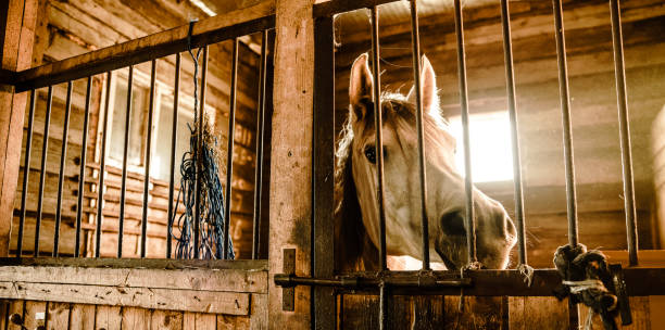 istock The horse inside the stable, behind the grates. 866389144