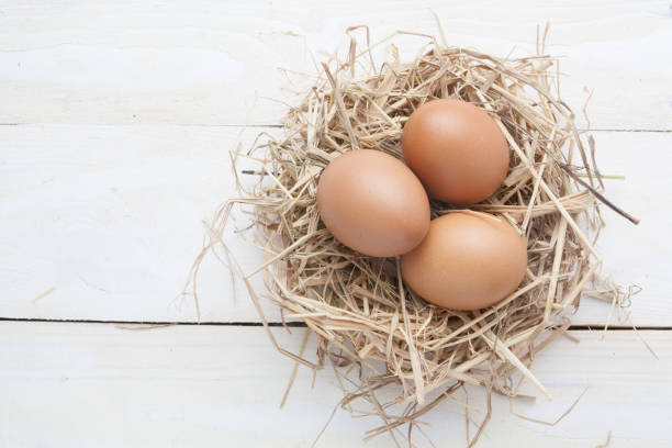 istock egg in nest on dark vintage wooden background 866392282
