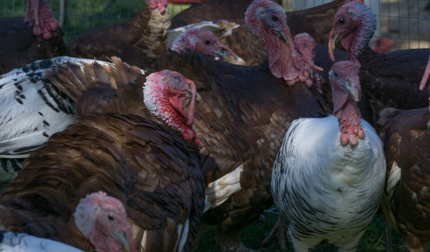 istock Good Looking Turkeys on a Free Range Turkey Farm 866392406