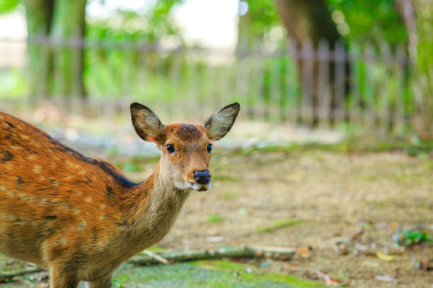 istock deer in Nara Japan 866394168