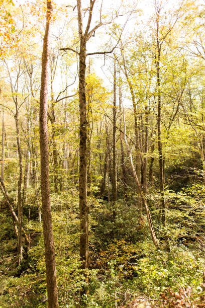 istock Autumn at Ely's Mill in Gatlinburg, Tennessee 866396372