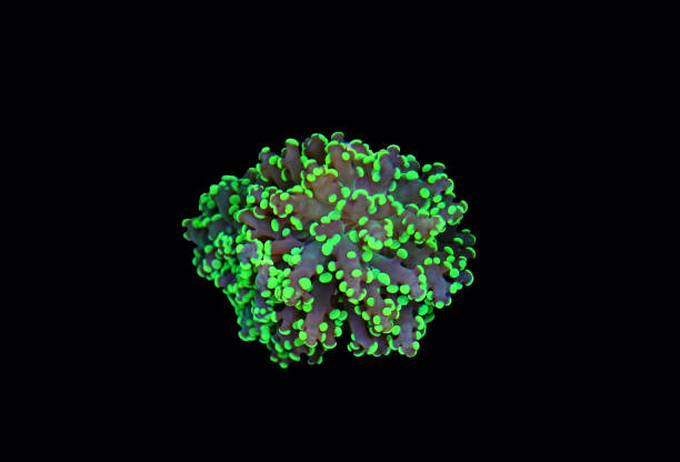 istock Euphyllia LPS coral in aquarium 866396706