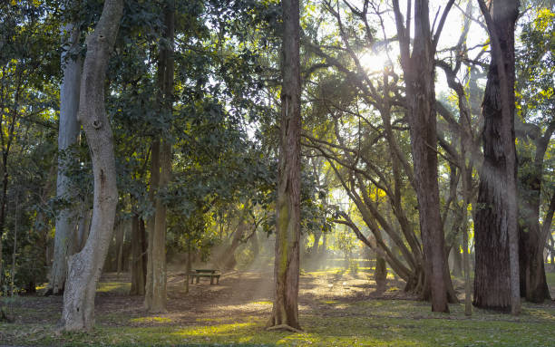 istock Ibirapuera in Sao Paulo, Brazil 866397056