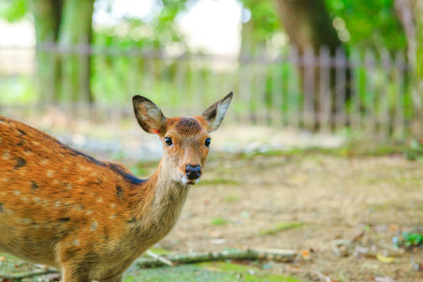 istock deer in Nara Japan 866397168