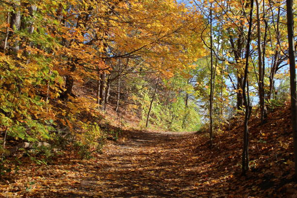 istock autumn in wood 866407172