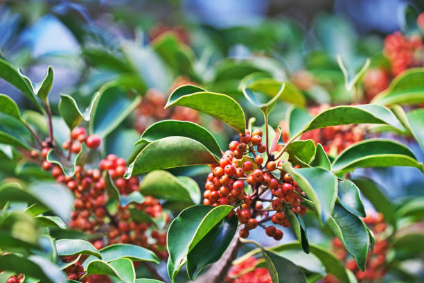 istock Fruit of the Ilex rotunda 866407208