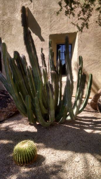 istock Cactus Delight Scottsdale Arizona 866412190
