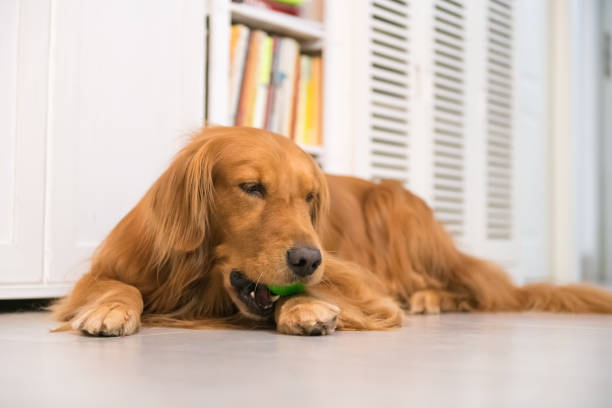 istock Golden Retriever to lie on the ground 866418534