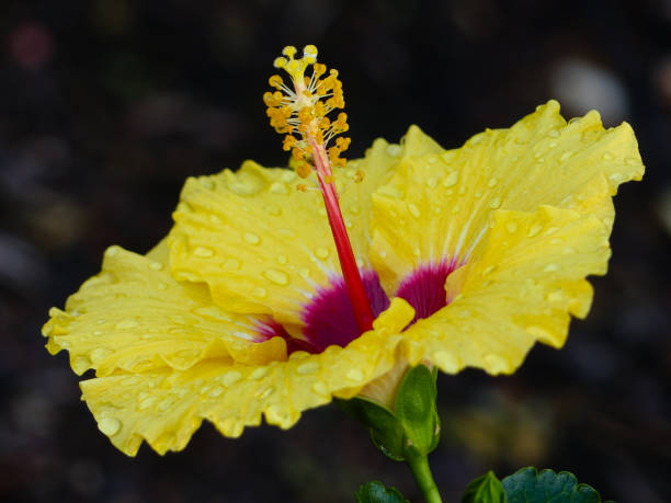 istock Yellow Hibiscus Flower 866419576