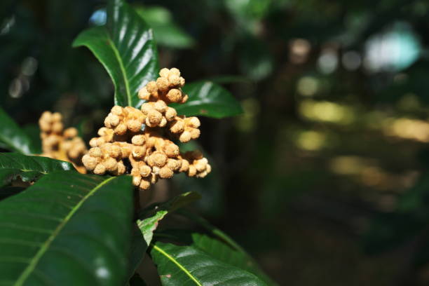 istock Bud of the loquat 866422370