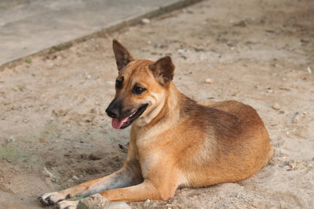 istock Brown short hair of stray dog 866426268