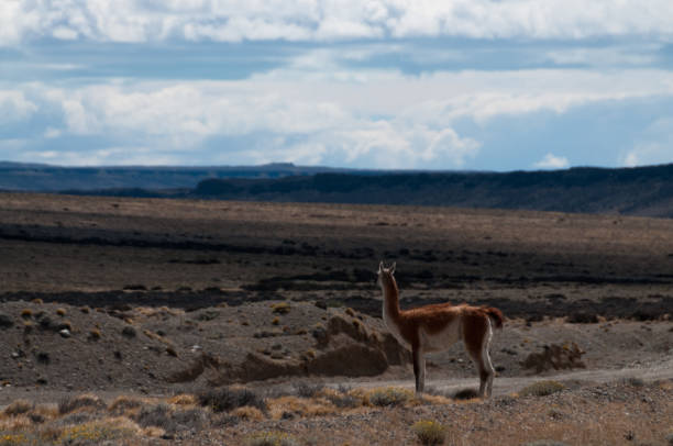 A Guanaco looking out across the patagonian desert. Patagonia, Argentina