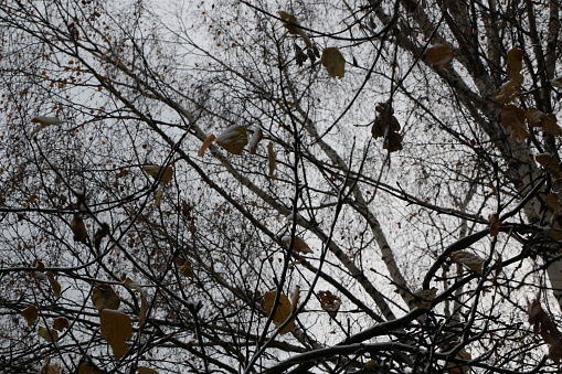 Ripe persimmons growing on trees against blue sky.