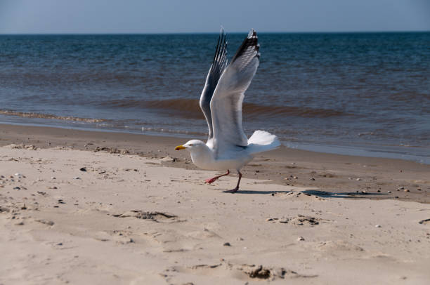 istock Seagull on the Beach in Borkum 866437238