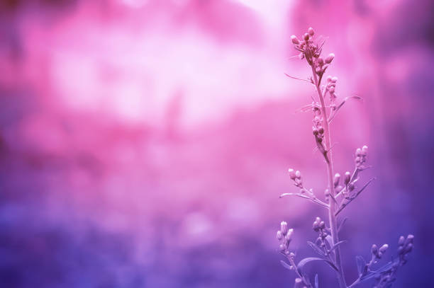 istock grass flower in sunrise with purple color effect tone 866437826