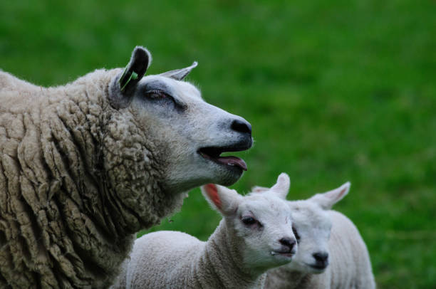 istock Young lambs and their Mother 866440248