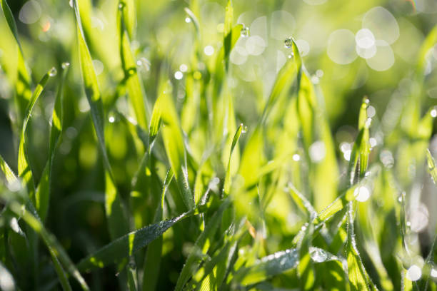 istock beautiful nature background. water drops on grass. macro 866440316