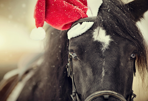 Portrait of a black horse in a a red Santa Claus hat