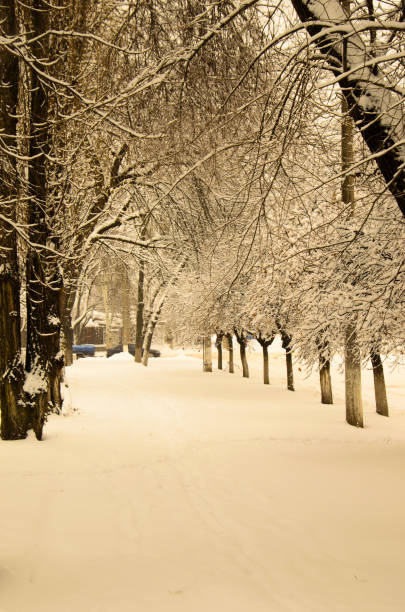 istock Trees covered with snow in a park. Retro style 866440498