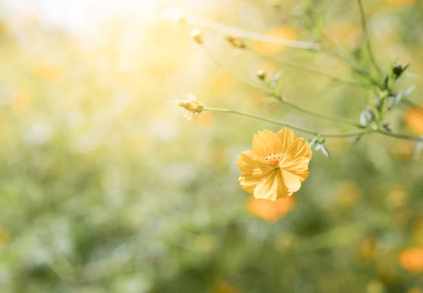 istock yellow cosmos flower in garden 866441310