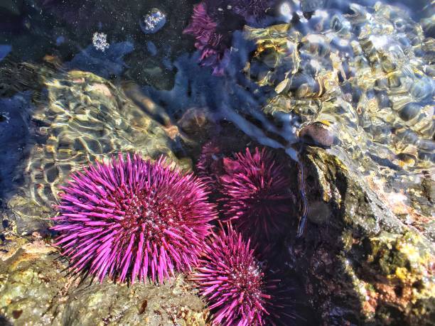 Purple sea urchins Purple sea urchins on the rocks tide pools purple sea urchin stock pictures, royalty-free photos & images