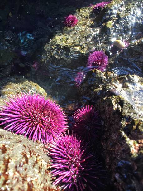 istock Purple sea urchins 866441462