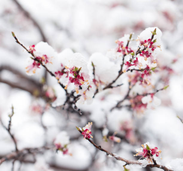 istock Snow on the trees in spring colors 866443862