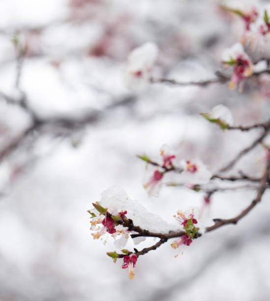 istock Snow on the trees in spring colors 866443942