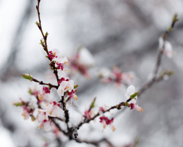 istock Snow on the trees in spring colors 866443958