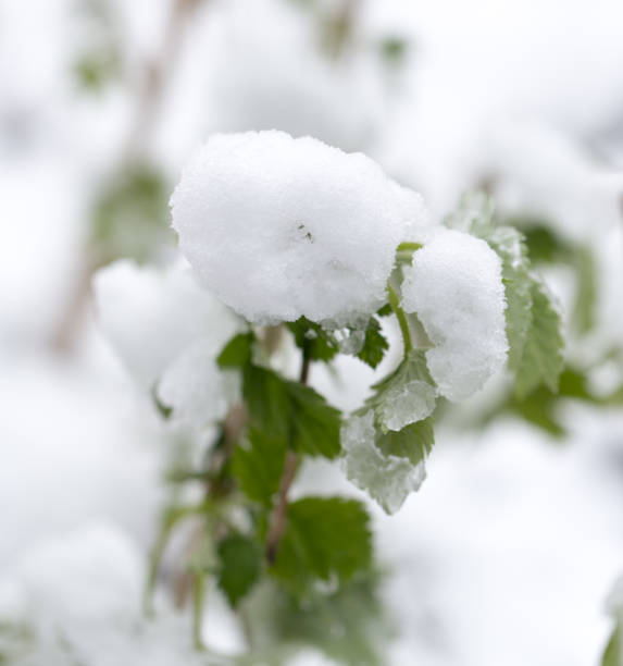 istock snow on the leaves raspberries 866444408