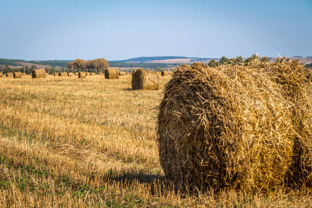 istock Twisted straw on the field 866444598