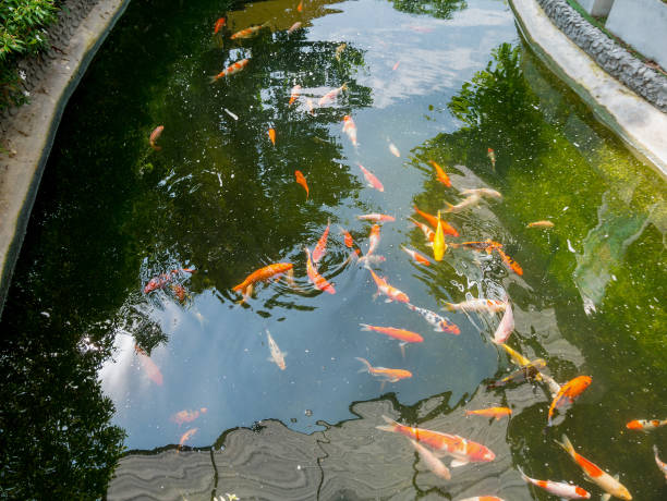 istock koi fish in koi pond in the garden 866447540