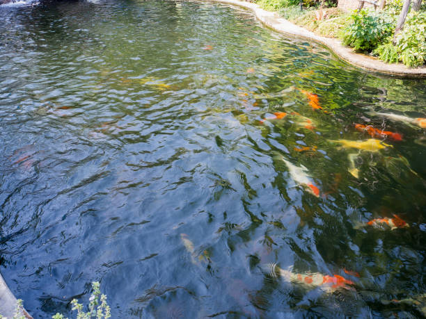 istock beautiful koi fish in pond 866447560