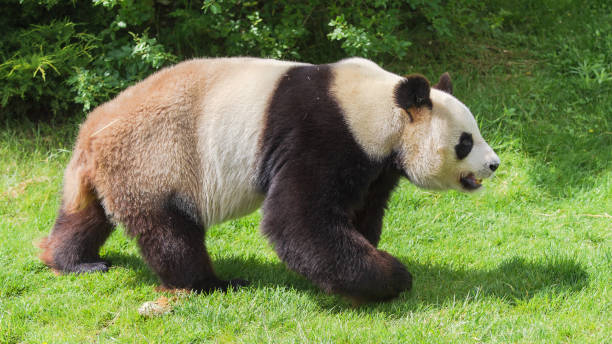 자이언트 판다, 팬더 곰 - panda giant panda china eating 뉴스 사진 이미지