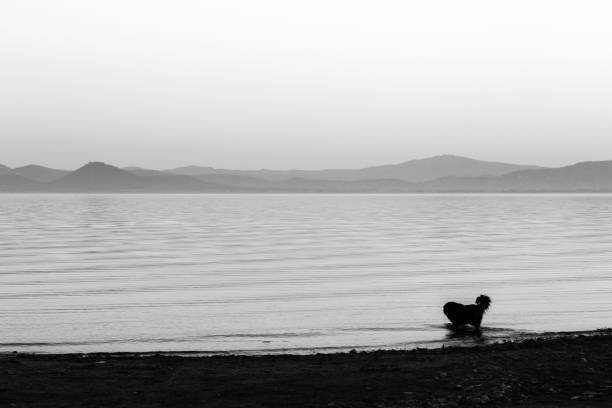 un chien prendre un bain dans un lac au crépuscule, avec beau, doux tons dans le ciel et l’eau - pets water lake sky photos et images de collection