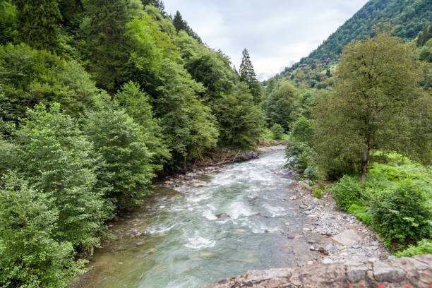 General landscape view of Firtina river in Rize Camlihemsin area flowing among big trees.