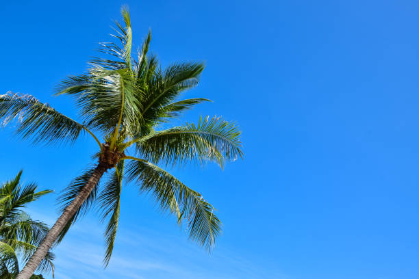 istock Coconut trees at Thailand beach in Samui island 866464182