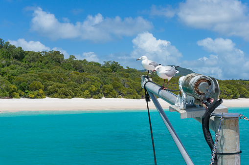 Yachts mast with pair of seagulls and beautiful tropical beach on the background. Whitehaven beach, Whitsundays, Queensland, Australia