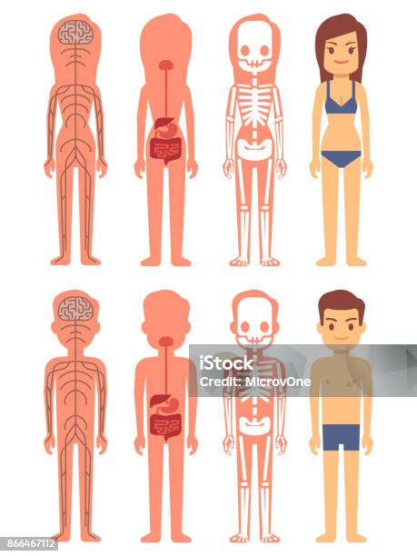 Male And Female Skeleton Digestive And Nervous Systems Stock Illustration - Download Image Now